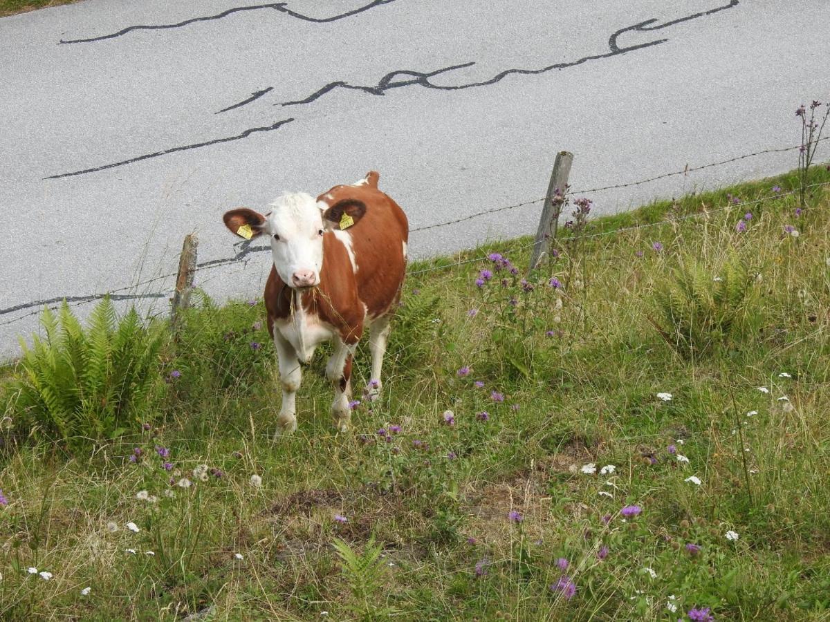 Zauneralm Aich  Buitenkant foto