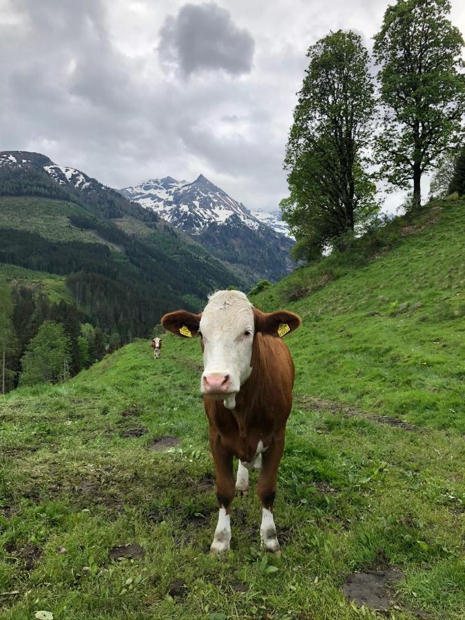 Zauneralm Aich  Buitenkant foto